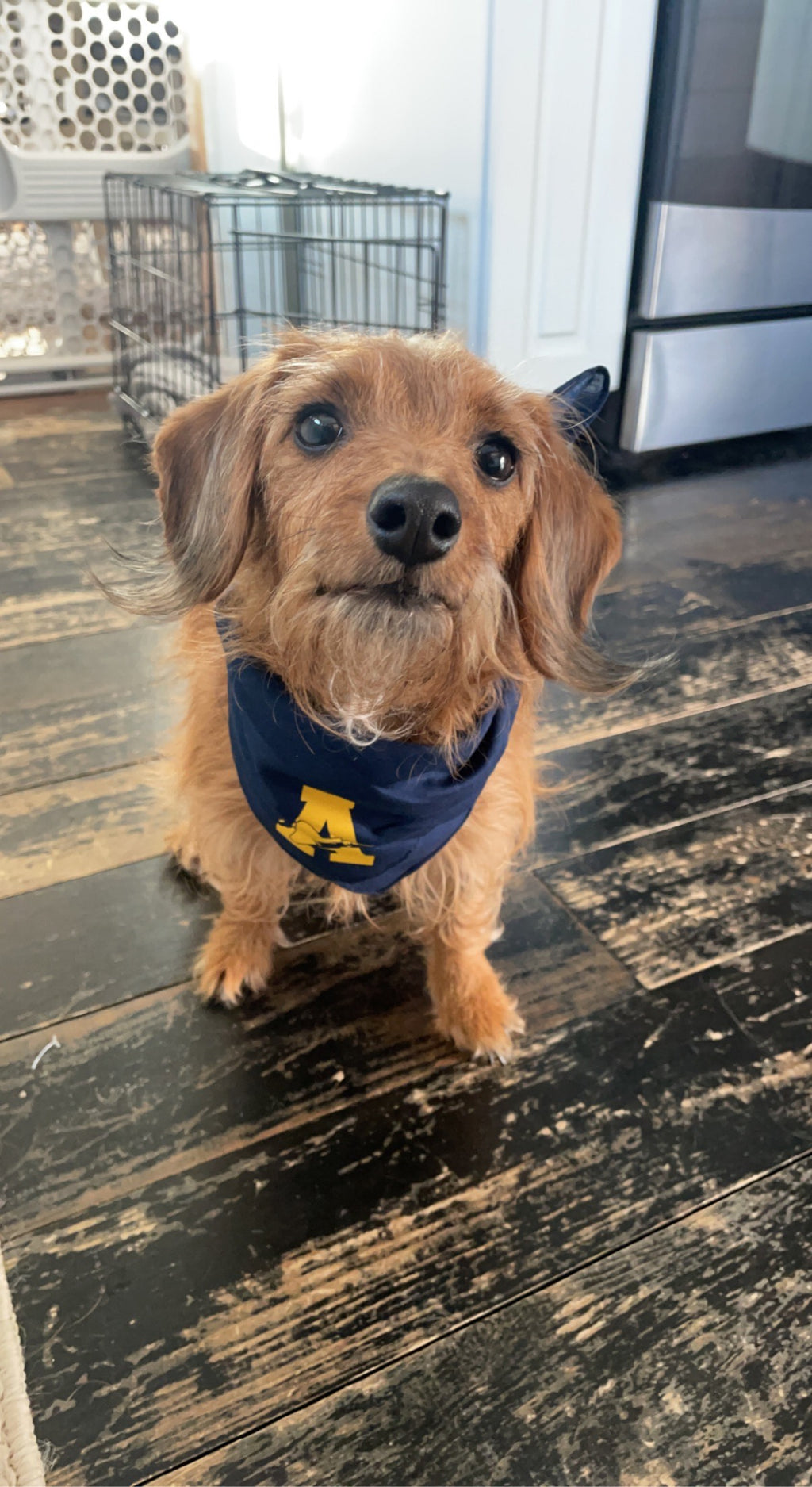 Pet Bandana - Navy with gold block A